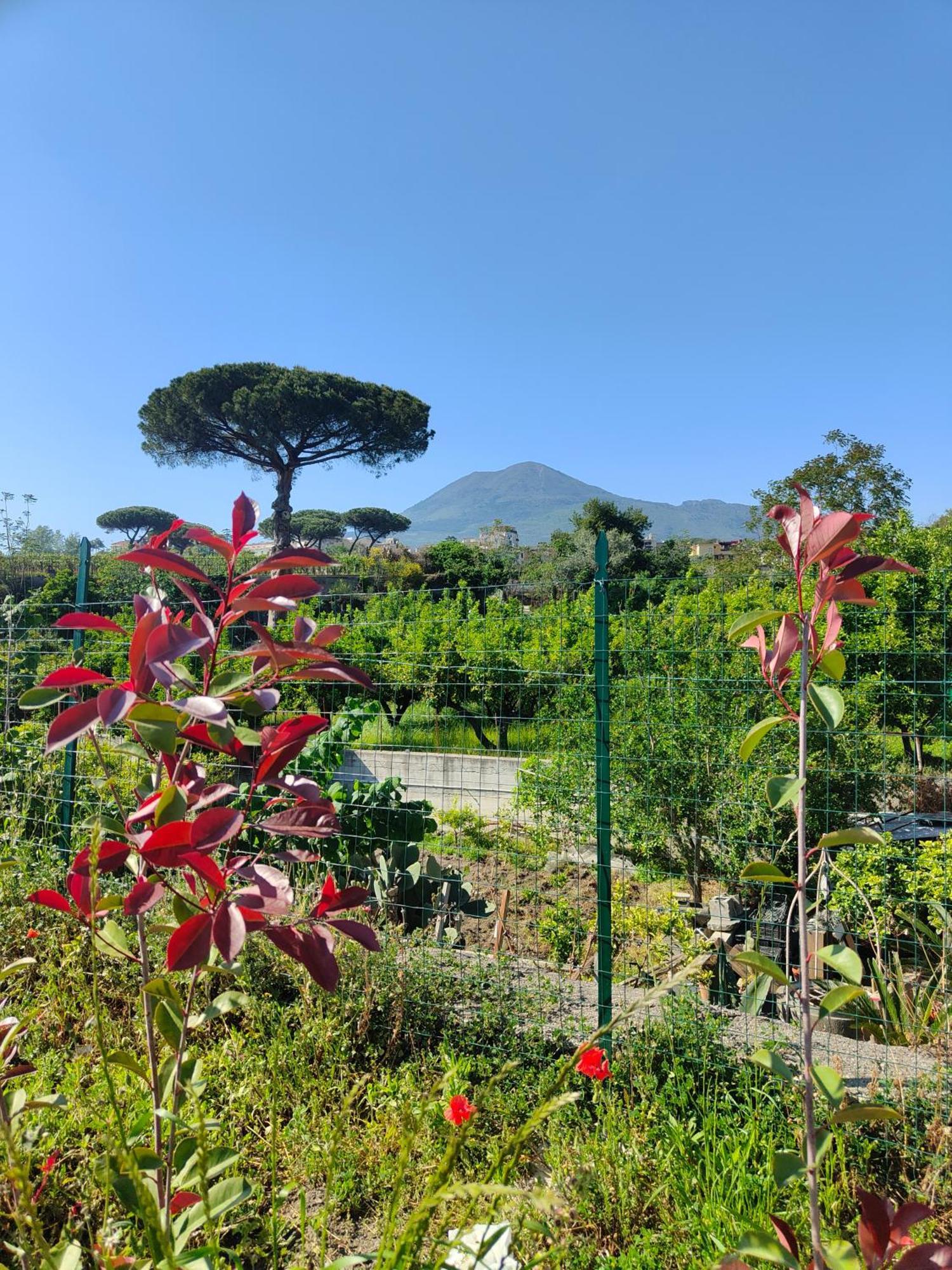 Villa Cola - Vesuvio Garden & Relax Boscotrecase Ngoại thất bức ảnh